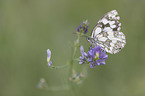 Marbled White