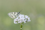 Marbled White