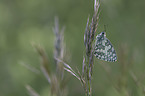 Marbled White