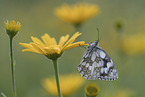 Marbled White