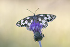 Marbled White