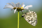 Marbled White