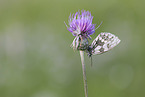 marbled white