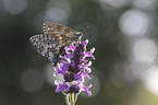 Marbled White