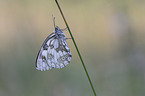Marbled White