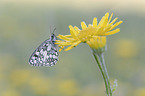 Marbled White