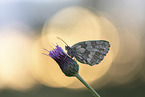 marbled white