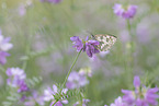 marbled white