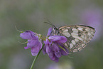 marbled white