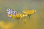 marbled white