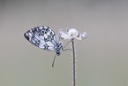 marbled white