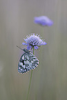 marbled white