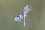 marbled white