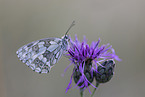 marbled white