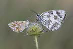 marbled white