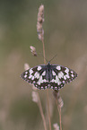 western marbled white