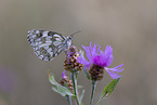 western marbled white
