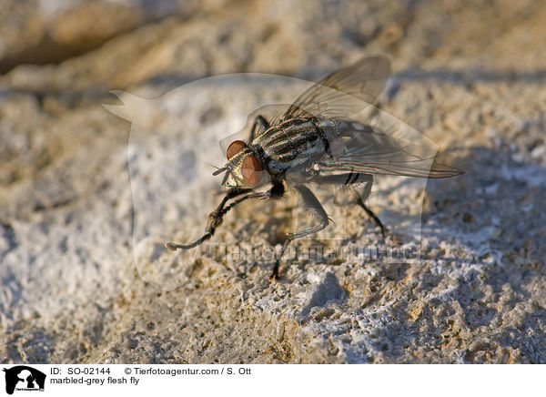 marbled-grey flesh fly / SO-02144