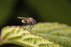 marbled-grey flesh fly