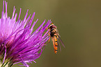 hoverfly