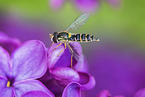 marmalade fly
