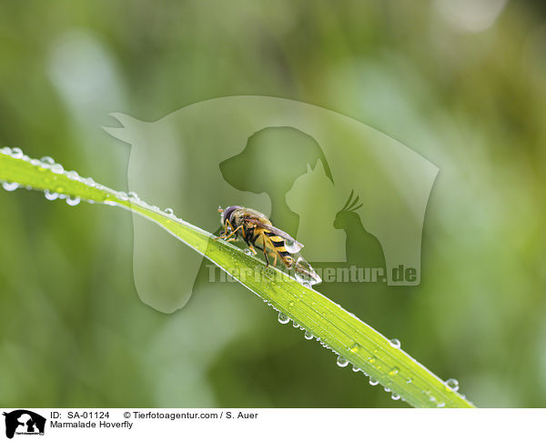 Winterschwebfliege / Marmalade Hoverfly / SA-01124
