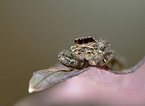 Marpissa muscosa