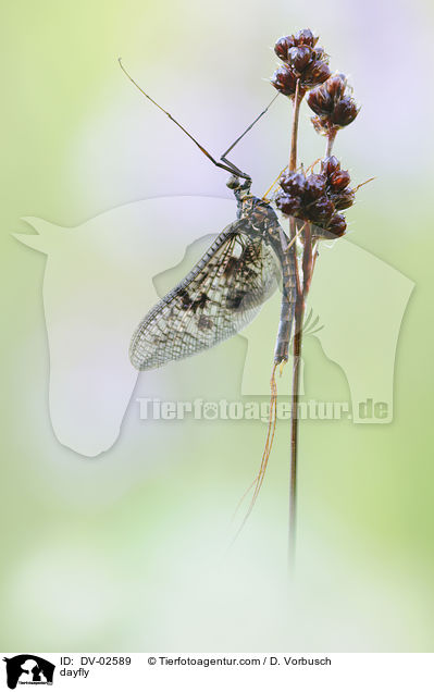 dayfly / DV-02589