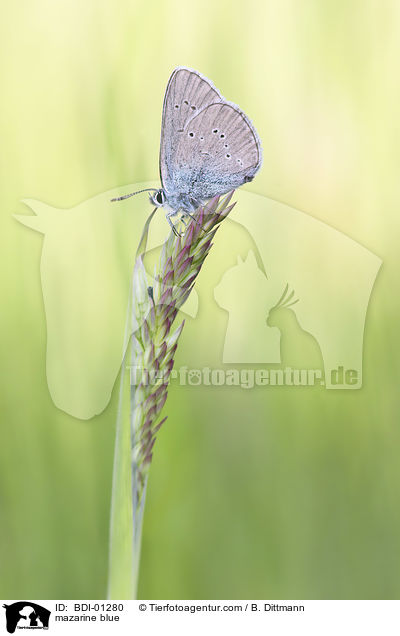 Rotklee-Bluling / mazarine blue / BDI-01280