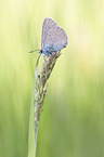 mazarine blue