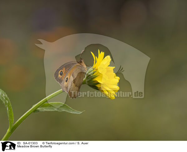 Groes Ochsenauge / Meadow Brown Butterfly / SA-01303