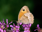 meadow brown