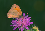 meadow brown