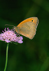 meadow brown