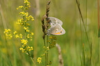 meadow brown butterflies