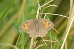 meadow brown butterfly