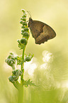 meadow brown butterfly