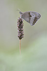 meadow brown butterfly