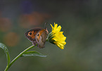 meadow brown butterfly