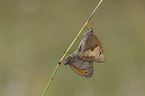 Meadow Brown Butterfly