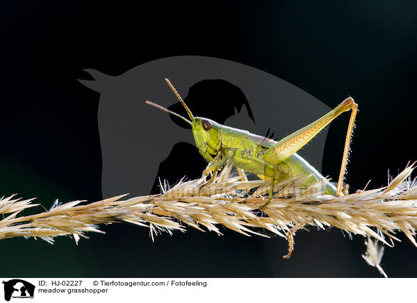 Gemeiner Grashpfer / meadow grasshopper / HJ-02227