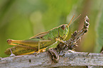 meadow grasshopper