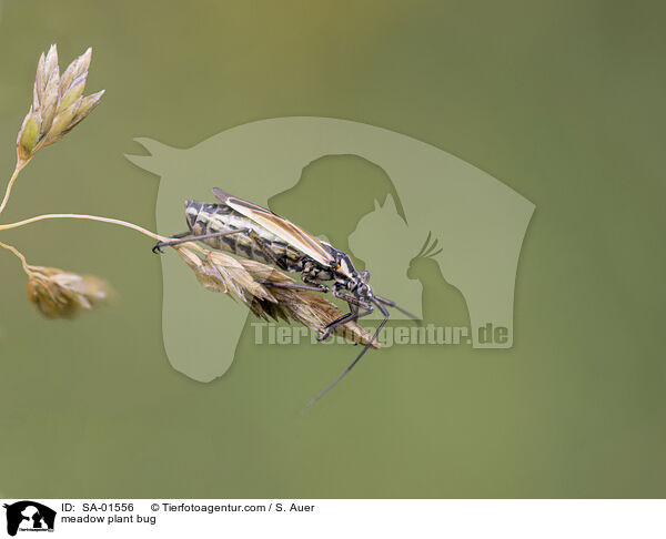 Langhaarige Dolchwanze / meadow plant bug / SA-01556