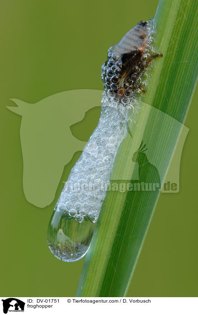 Wiesenschaumzikade / froghopper / DV-01751