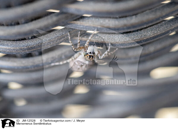 Menemerus Semilimbatus / Menemerus Semilimbatus / JM-12528