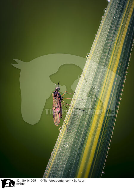 midge / SA-01565