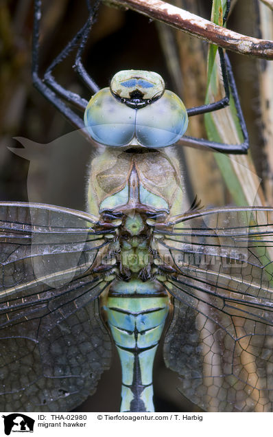 Herbstmosaikjungfer / migrant hawker / THA-02980