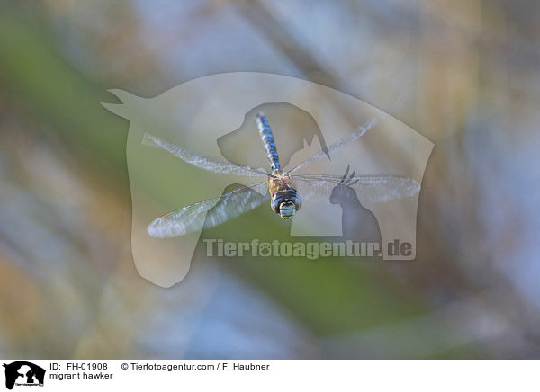 Herbstmosaikjungfer / migrant hawker / FH-01908