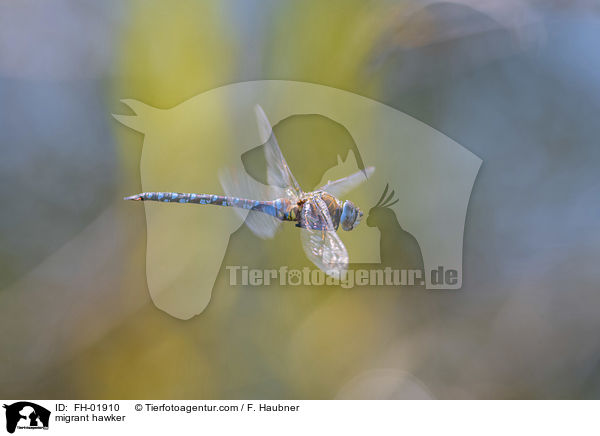 Herbstmosaikjungfer / migrant hawker / FH-01910