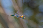 migrant hawker